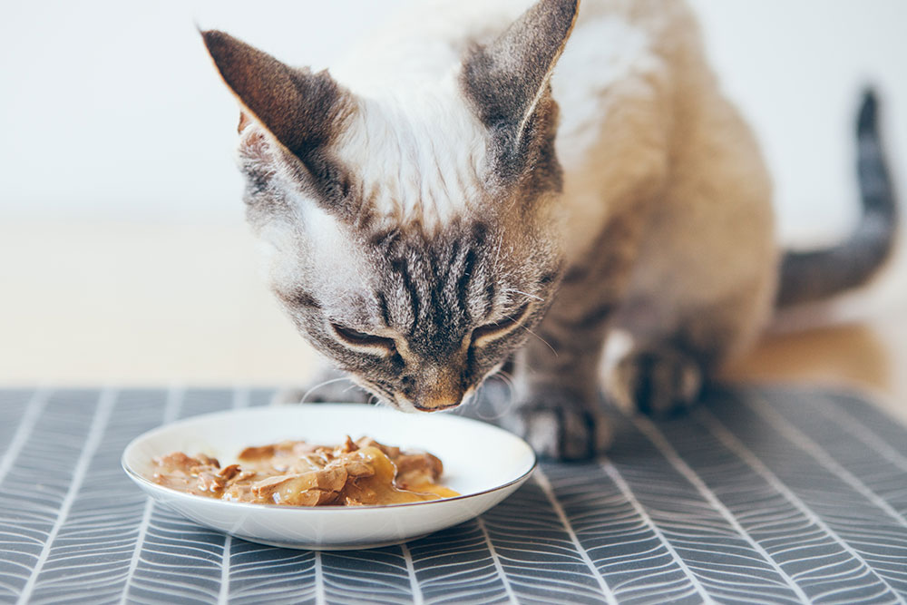Cat eating wet food from a bowl, enjoying a nutritious meal that supports hydration and overall health.