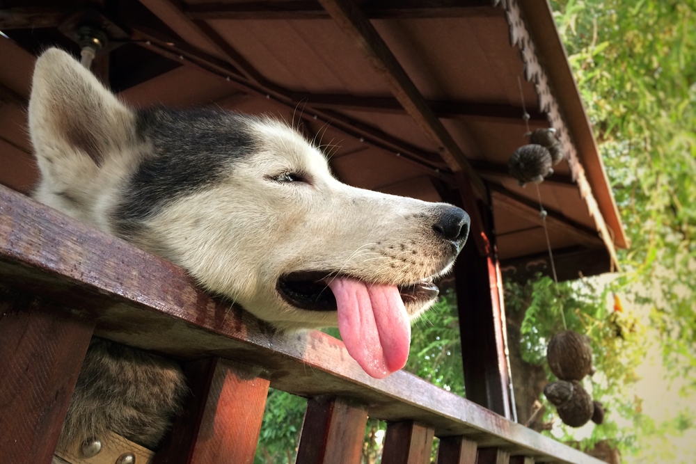 Dog outdoors during hot weather, representing the importance of preventing dehydration.
