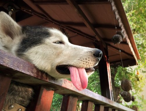 Why Does Heat Stroke Turn Deadly So Fast in Pets?