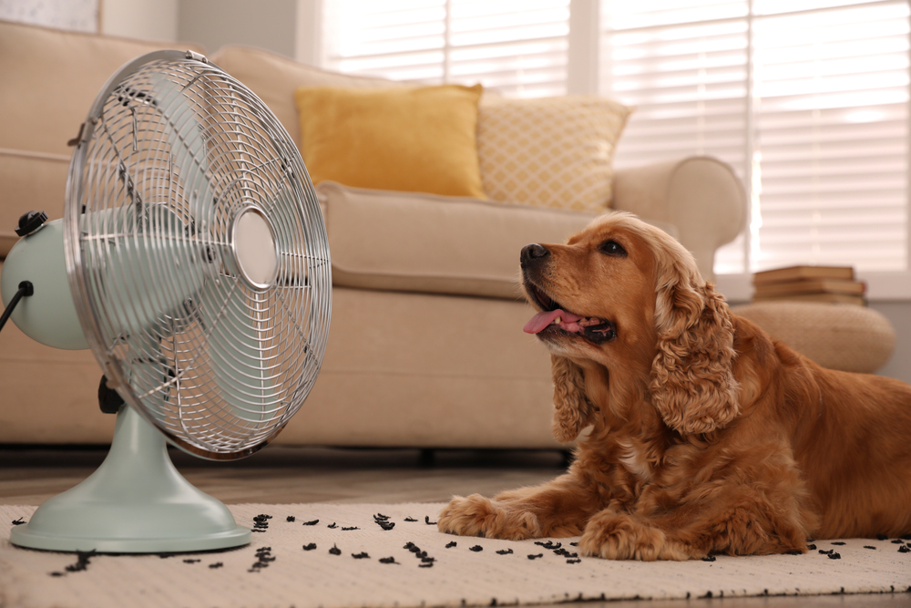 Pet staying cool to help prevent heat stress in summer.