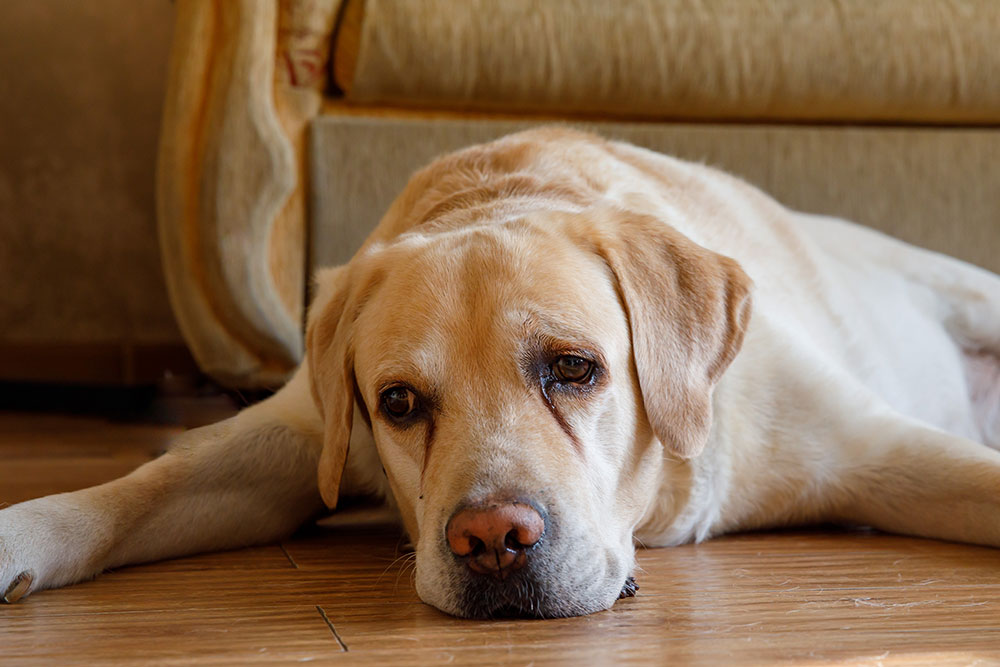 Relaxed dog resting calmly at home to support behavioral management and stress reduction