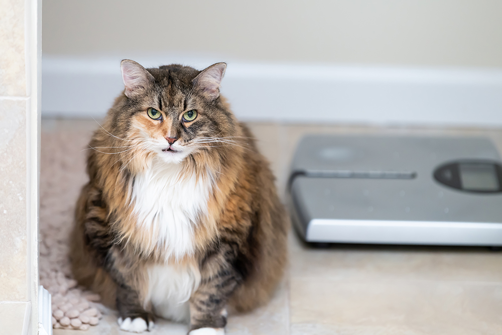 Cat near a weight scale, emphasizing feline weight management, obesity prevention, proper nutrition, and routine veterinary wellness care.