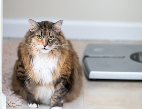 Is Your Dog or Cat Fat, or Just Fluffy? Here’s How to Know.