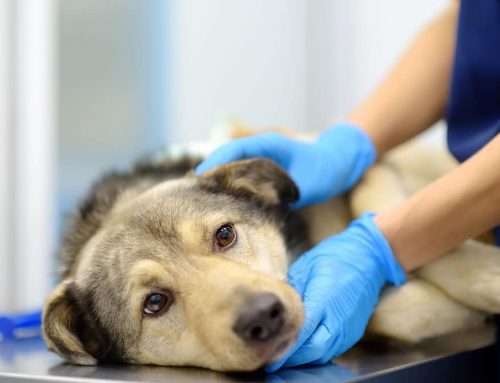 What Swollen Lymph Nodes Mean for Your Pet