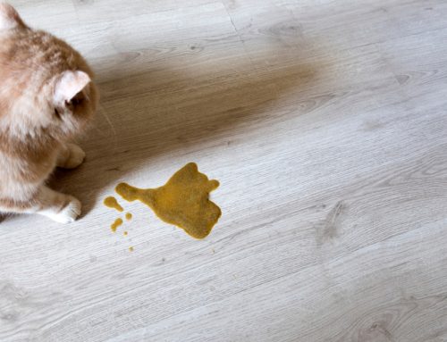 More Than a Bad Belly Day: Recognizing When Chronic Vomiting Needs Attention