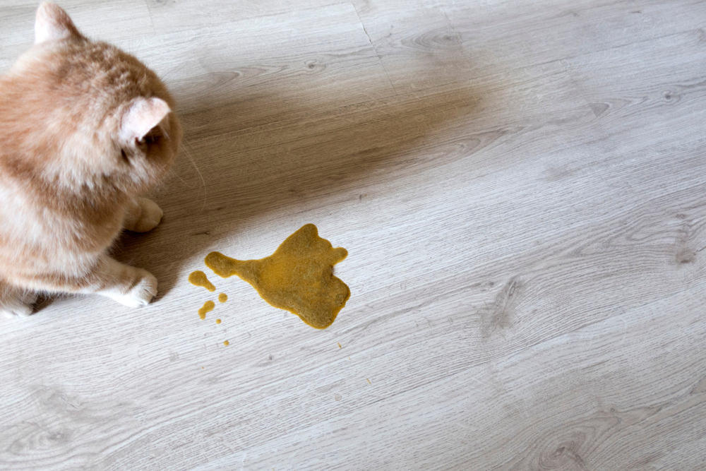 Cat resting indoors during evaluation for chronic vomiting and gastrointestinal health issues